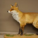 Renard roux, debout sur une planche de bois, largeur 102 cm, spécimen empaillé, trophée animalier 89.8.197