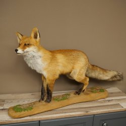 Renard roux, debout sur une planche de bois, largeur 102 cm, spécimen empaillé, trophée animalier 89.8.197