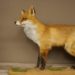 Renard roux, debout sur une planche de bois, largeur 102 cm, spécimen empaillé, trophée animalier 89.8.197