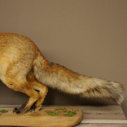 Renard roux, debout sur une planche de bois, largeur 102 cm, spécimen empaillé, trophée animalier 89.8.197