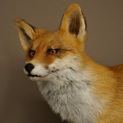 Renard roux, debout sur une planche de bois, largeur 102 cm, spécimen empaillé, trophée animalier 89.8.197