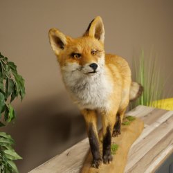 Renard roux, debout sur une planche de bois, largeur 102 cm, spécimen empaillé, trophée animalier 89.8.197