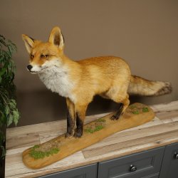 Renard roux, debout sur une planche de bois, largeur 102 cm, spécimen empaillé, trophée animalier 89.8.197