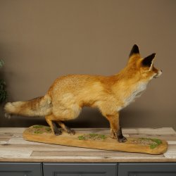 Renard roux, debout sur une planche de bois, largeur 102 cm, spécimen empaillé, trophée animalier 89.8.197