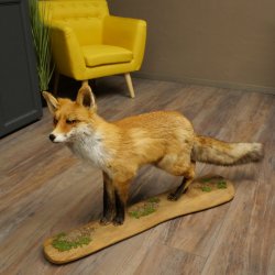 Renard roux, debout sur une planche de bois, largeur 102 cm, spécimen empaillé, trophée animalier 89.8.197
