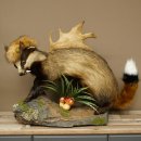 Blattire Wolpertinger Wolpi, spécimen...