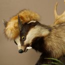 Blattire Wolpertinger Wolpi, spécimen empaillé avec une queue de renard, une coiffure punk et des dents de daim