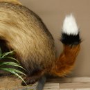 Blattire Wolpertinger Wolpi, spécimen empaillé avec une queue de renard, une coiffure punk et des dents de daim