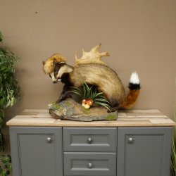 Blattire Wolpertinger Wolpi, spécimen empaillé avec une queue de renard, une coiffure punk et des dents de daim