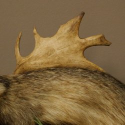 Blattire Wolpertinger Wolpi, spécimen empaillé avec une queue de renard, une coiffure punk et des dents de daim