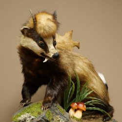 Blattire Wolpertinger Wolpi, spécimen empaillé avec une queue de renard, une coiffure punk et des dents de daim
