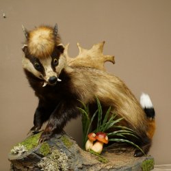 Blattire Wolpertinger Wolpi, spécimen empaillé avec une queue de renard, une coiffure punk et des dents de daim