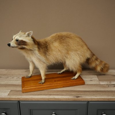 Joven hembra de mapache, mapache disecado sobre un pedestal decorativo para colocar de pie 89.9.34