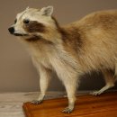 Joven hembra de mapache, mapache disecado sobre un pedestal decorativo para colocar de pie 89.9.34