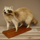 Joven hembra de mapache, mapache disecado sobre un pedestal decorativo para colocar de pie 89.9.34