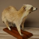 Joven hembra de mapache, mapache disecado sobre un pedestal decorativo para colocar de pie 89.9.34