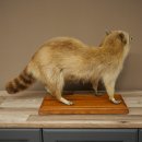 Joven hembra de mapache, mapache disecado sobre un pedestal decorativo para colocar de pie 89.9.34
