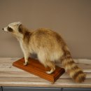 Joven hembra de mapache, mapache disecado sobre un pedestal decorativo para colocar de pie 89.9.34