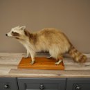 Joven hembra de mapache, mapache disecado sobre un pedestal decorativo para colocar de pie 89.9.34