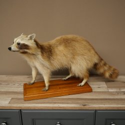 Joven hembra de mapache, mapache disecado sobre un pedestal decorativo para colocar de pie 89.9.34