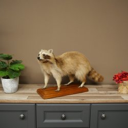 Joven hembra de mapache, mapache disecado sobre un pedestal decorativo para colocar de pie 89.9.34