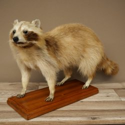 Joven hembra de mapache, mapache disecado sobre un pedestal decorativo para colocar de pie 89.9.34