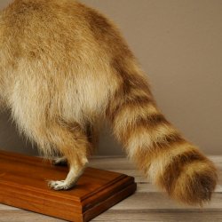Joven hembra de mapache, mapache disecado sobre un pedestal decorativo para colocar de pie 89.9.34