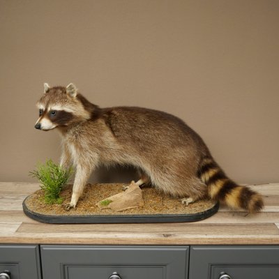 Préparation représentant un raton laveur posée sur un socle décoratif 89.9.35