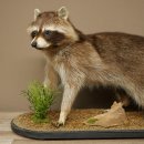 Préparation représentant un raton laveur posée sur un socle décoratif 89.9.35