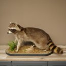 Préparation représentant un raton laveur posée sur un socle décoratif 89.9.35