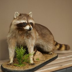 Préparation représentant un raton laveur posée sur un socle décoratif 89.9.35