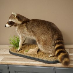 Préparation représentant un raton laveur posée sur un socle décoratif 89.9.35