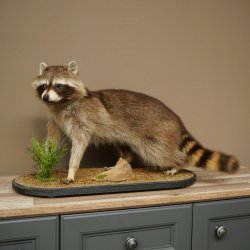 Préparation représentant un raton laveur posée sur un socle décoratif 89.9.35