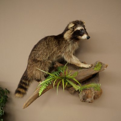 Wasbeer, opgezette dierpreparaat aan de wortel, klaar om op te hangen, dierpreparaat 89.9.36