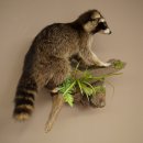 Wasbeer, opgezette dierpreparaat aan de wortel, klaar om op te hangen, dierpreparaat 89.9.36