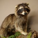 Wasbeer, opgezette dierpreparaat aan de wortel, klaar om op te hangen, dierpreparaat 89.9.36