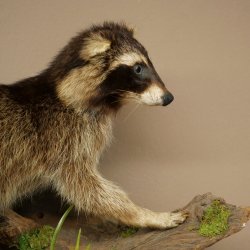 Wasbeer, opgezette dierpreparaat aan de wortel, klaar om op te hangen, dierpreparaat 89.9.36