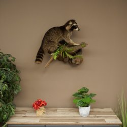 Wasbeer, opgezette dierpreparaat aan de wortel, klaar om op te hangen, dierpreparaat 89.9.36
