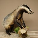 Blattire sur socle décoratif, jeune spécimen empaillé, animal empaillé, prédateur 89.10.118