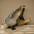 Blattire sur socle décoratif, jeune spécimen empaillé, animal empaillé, prédateur 89.10.118