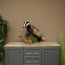 Blattire sur socle décoratif, jeune spécimen empaillé, animal empaillé, prédateur 89.10.118