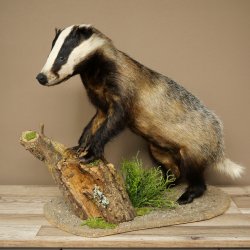 Blattire sur socle décoratif, jeune spécimen empaillé, animal empaillé, prédateur 89.10.118