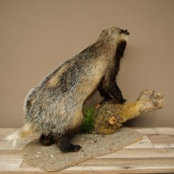 Blattire sur socle décoratif, jeune spécimen empaillé, animal empaillé, prédateur 89.10.118