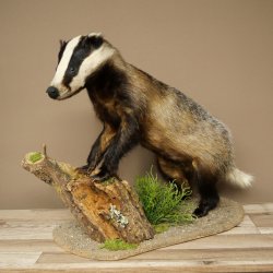 Blattire sur socle décoratif, jeune spécimen empaillé, animal empaillé, prédateur 89.10.118