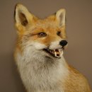Renard roux assis, spécimen empaillé, trophée animalier, hauteur 62 cm, 89.8.203