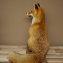 Renard roux assis, spécimen empaillé, trophée animalier, hauteur 62 cm, 89.8.203