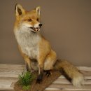 Renard roux assis, spécimen empaillé, trophée animalier, hauteur 62 cm, 89.8.203