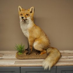 Renard roux assis, spécimen empaillé, trophée animalier, hauteur 62 cm, 89.8.203