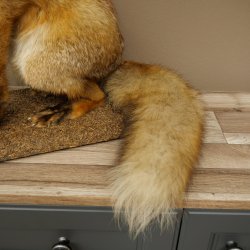 Renard roux assis, spécimen empaillé, trophée animalier, hauteur 62 cm, 89.8.203
