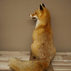 Renard roux assis, spécimen empaillé, trophée animalier, hauteur 62 cm, 89.8.203